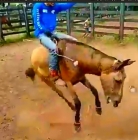 Cavalo com tatica inovadora para não ser montado